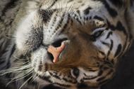 Wild Animal Sanctuary In Colorado Home To Almost 40 Tigers From Wildly Popular Documentary Of Joe Exotic "Tiger King" - Source: Getty
